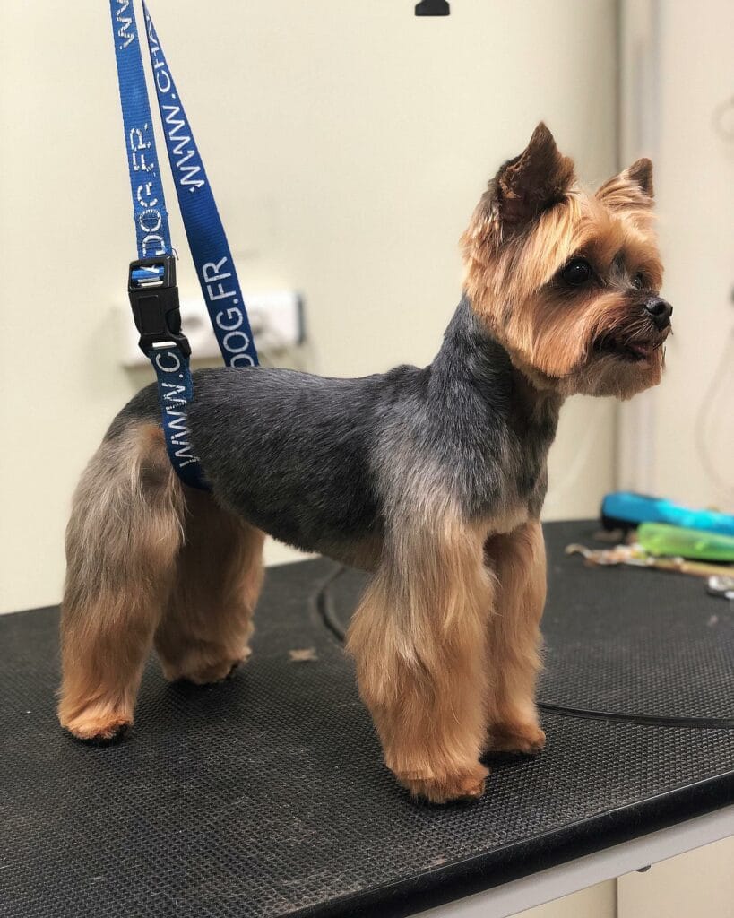 – Flair Allure | Toiletteur Lyon Villeurbanne Bain et séchage chien – Salon Flair Allure Lyon, soins du pelage