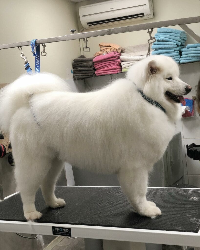 – Flair Allure | Toiletteur Lyon Villeurbanne Toilettage grand chien à Lyon – Flair Allure, salon professionnel