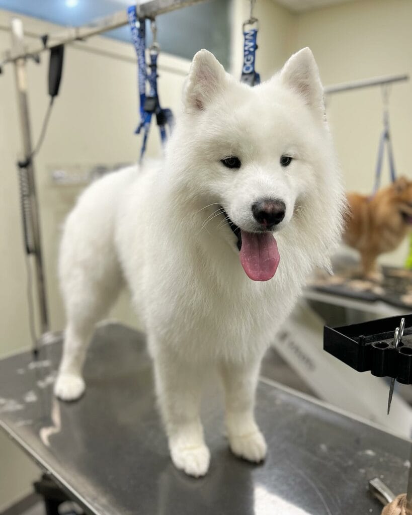 – Flair Allure | Toiletteur Lyon Villeurbanne Salon de toilettage haut de gamme pour chiens à Lyon