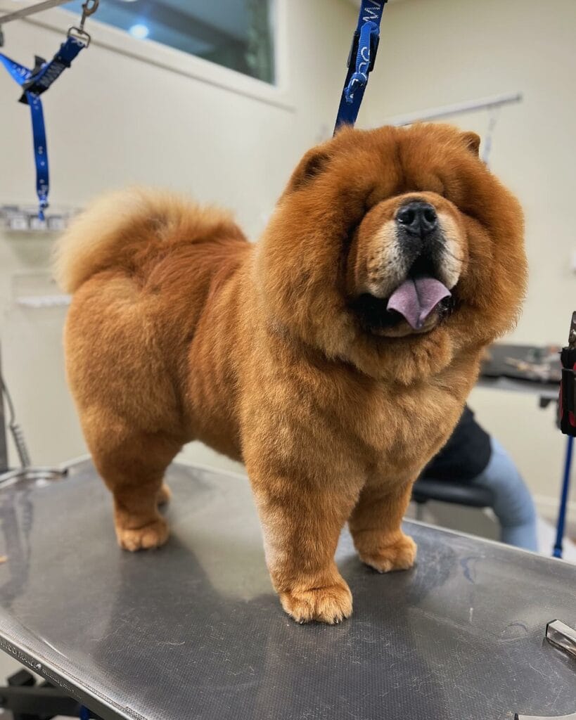 – Flair Allure | Toiletteur Lyon Villeurbanne Toilettage chow chow à Lyon - Flair Allure à Villeurbanne