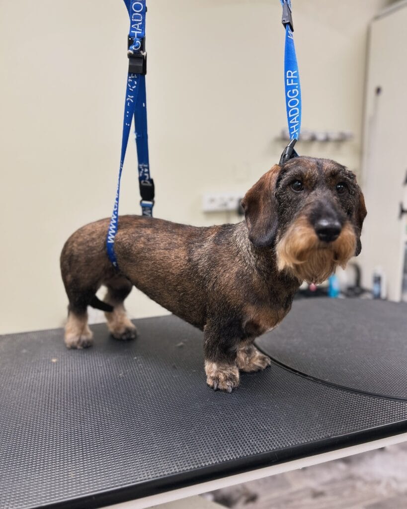 – Flair Allure | Toiletteur Lyon Villeurbanne Epilation Tekel à Lyon - toiletteur de Villeurbanne