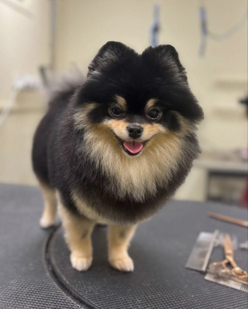 – Flair Allure | Toiletteur Lyon Villeurbanne spitz toiletté à Lyon- salon de toilettage Flair Allure