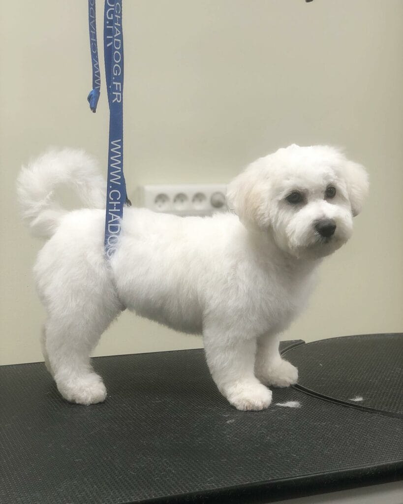 – Flair Allure | Toiletteur Lyon Villeurbanne Toilettage coton à Lyon – Coupe aux ciseaux chez Flair Allure