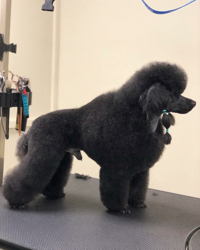 – Flair Allure | Toiletteur Lyon Villeurbanne Toilettage caniche à Lyon - coupe ciseaux à Villeurbanne