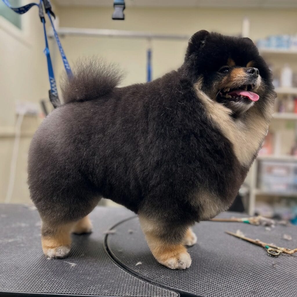 – Flair Allure | Toiletteur Lyon Villeurbanne Toiletteur à Lyon pour petit chien - Flair allure Villeurbanne