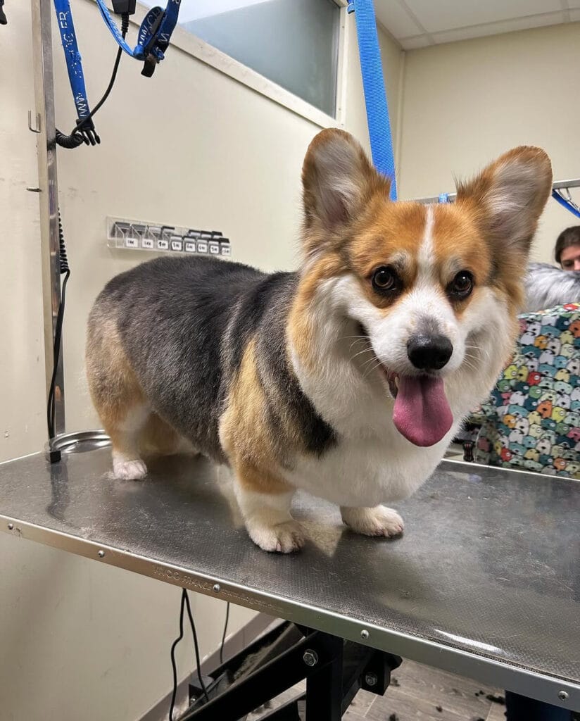 – Flair Allure | Toiletteur Lyon Villeurbanne Toilettage tout type de race – caniche, spitz, shih tzu à Lyon